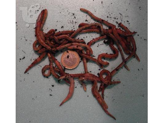 Δόλωμα (μεγάλος ινδιάνος) γλυκού νερού (δουλεύεται και σε αλμυρό)...